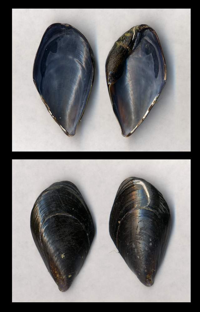 Mytilidae mytilus galloprovincialis forma tetratologica